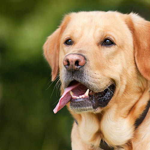  un chiot soin pharmacie Rose