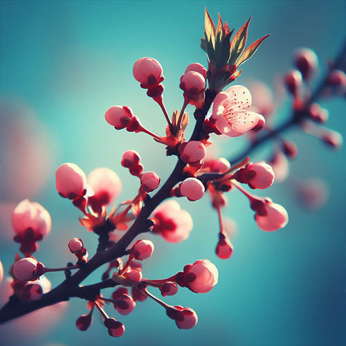 Gemmothérapie herboristerie Outreau